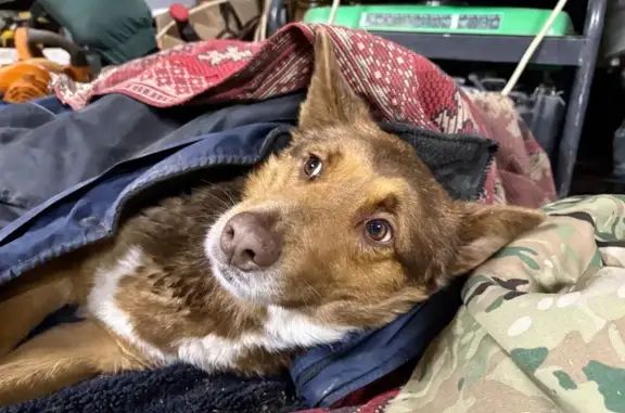 Собака найдена на Казахской ул., Ростов-на-Дону - photo