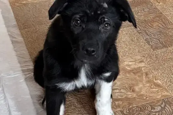 Найденные животные Омск, фото: Найдена собака, Омск, ул. Ядринцева, 26