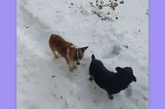 Найдена собака, Оренбург, фото: Собачки найдены на Смоленской, Оренбург