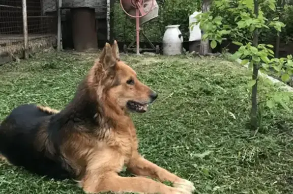 Пропала собака, ул. Чехова, Елец - photo