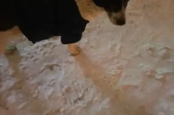 Найдена собака, Ставрополь, фото: Найдена собака, ул. 50 лет ВЛКСМ, 40А