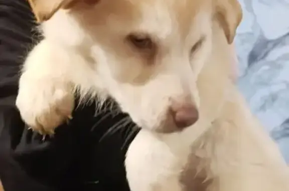 Найдена собака, Озёры, фото: Найдена рыжая собака, ул. Улица 4, Озёры