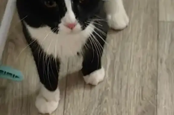 Найдена кошка, Оренбург, фото: Кошка найдена: ул. Расковой, 89, Оренбург