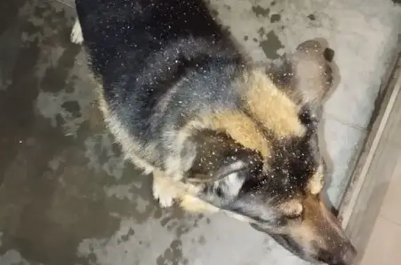 Объявления о пропавших и найденных животных, Майкоп, фото: Найдена собака, ул. Хакурате, 476, Майкоп