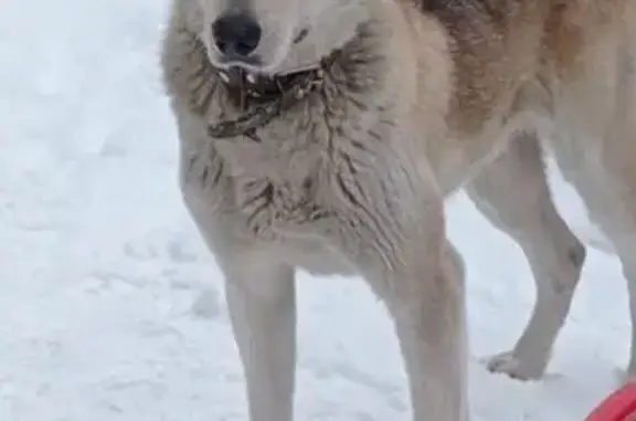 Найдена собака, Малаховка, фото: Собака найдена: аллея Лактионова, Малаховка
