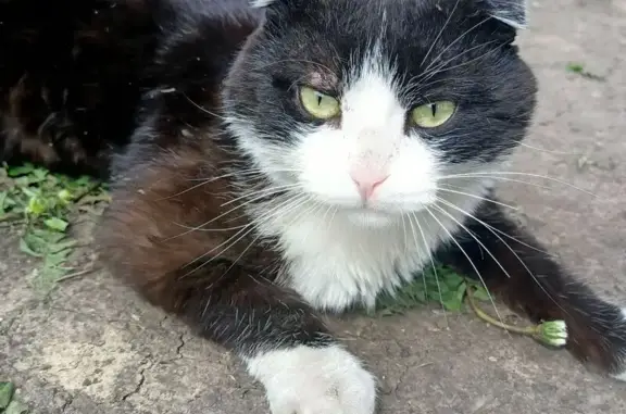 Кошки потеряшки, Кемерово, фото: Потеряшка кошка, ул. Механизаторов, Кемерово