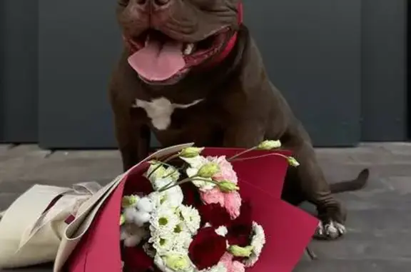 Пропала собака, ул. Лесная Слобода, 4Б - photo