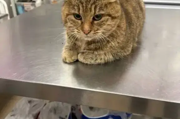 Найдена кошка, Балашиха, фото: Кошка найдена: Балашихинское ш., 20