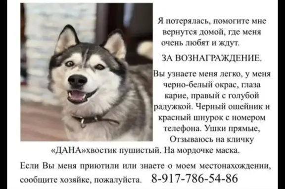 Пропала хаски, девочка, Уфа, Башкирия - photo