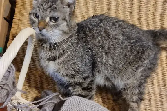 Найдена кошка, Томск, фото: Найдена кошка, Южный переулок, 3, Томск