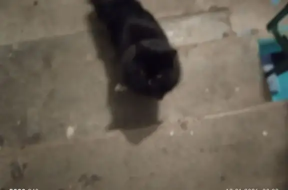 Найдена кошка, Оренбург, фото: Найдена кошка, ул. Сергея Лазо, 5