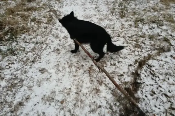 Собаки потеряшки, Екатеринбург, фото: Потеряшка овчарка, Екатеринбург, Свердл. обл.