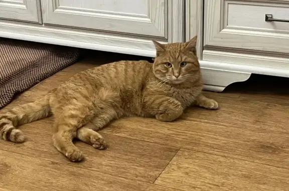 Пропала кошка, ул. Победы, 31, Уфа - photo