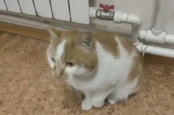 Объявления о пропавших и найденных животных, Благовещенск, фото: Кошка найдена: Игнатьевское шоссе, 16