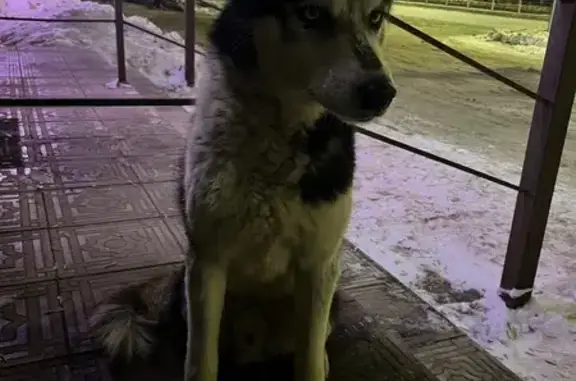 Найдена собака, Ивановка, фото: Хаски найден на Производственной, 1, Ивановка