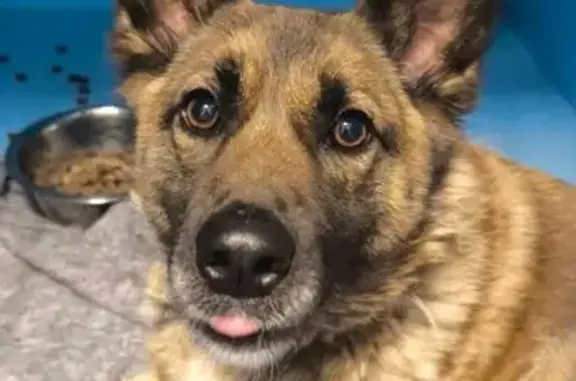 Объявления о пропавших и найденных животных, Москва, фото: Найдена собака: Мичуринский проспект, 6с1