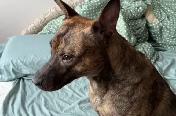 Найдена собака, Бийск, фото: Найдена собака, Бийск, Социалистическая 120