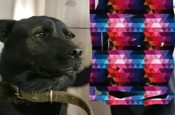 Пропала собака на ул. Калинина, Красноярск - photo