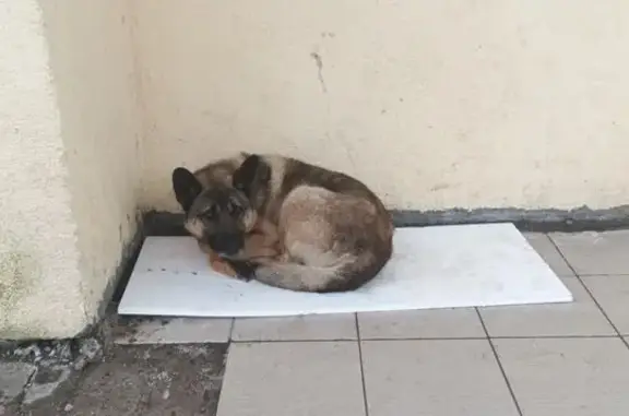 Найдена собака, Зеленоградск, фото: Найдена собака, Вокзальная ул., Зеленоградск