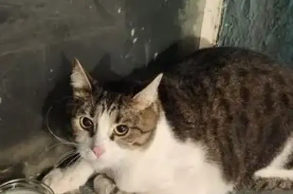 Найдена кошка, Волгоград, фото: Кошка найдена: Нильская ул., 3, Волгоград