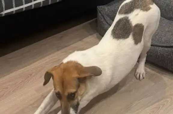 Собаки потеряшки, Москва, фото: Потеряшка собака, ул. Зворыкина, Сколково