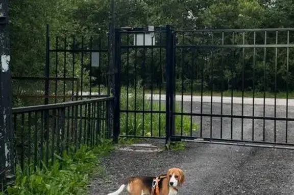 Собаки потеряшки, Санкт-Петербург, фото: Потеряшка собака на Кибальчича, 12 к1 литБ1