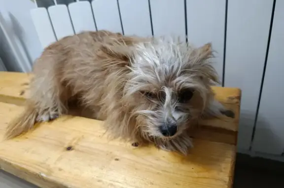 Найдена собака, Вельск, фото: Найдена собака, ул. Дзержинского 82, Вельск