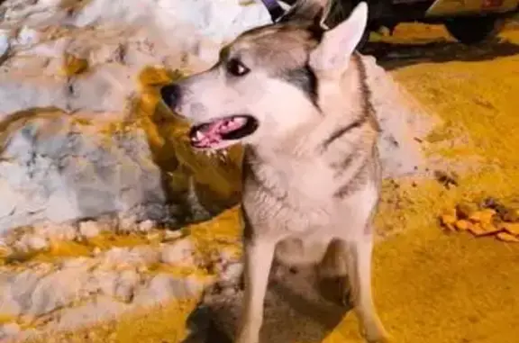 Объявления о пропавших и найденных животных, Пермь, фото: Хаски найден на ул. Адмирала Ушакова, 76