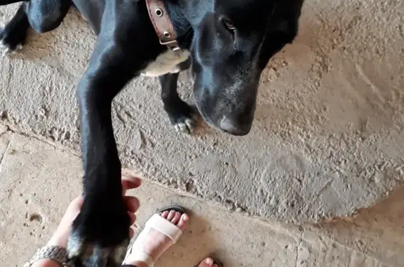 Пропала собака, Привокзальная ул., Майкоп - photo