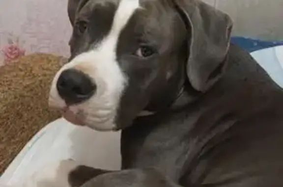 Пропала собака, Большое Село, 78Н-0060 - photo