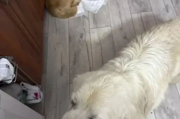 Пропала собака, Корнеева, Таганрог - photo