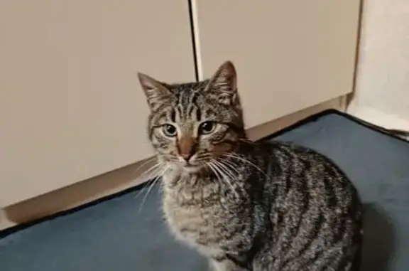 Найдена кошка, Москва, фото: Кот найден: Аэродромная ул, 4 с1, Москва