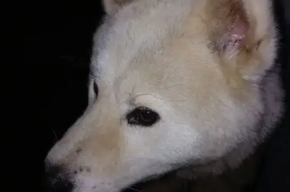 Пропала собака на Воротилина, 3, Карталы - photo