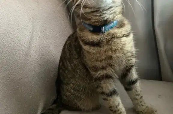 Объявления о пропавших и найденных животных, Новоалександровск, фото: Пропал кот на Железнодорожной, 32