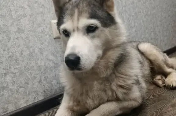 Найдена собака, Самара, фото: Хаски найдена у ТЦ Аврора, Самара, Аэродромная 47А