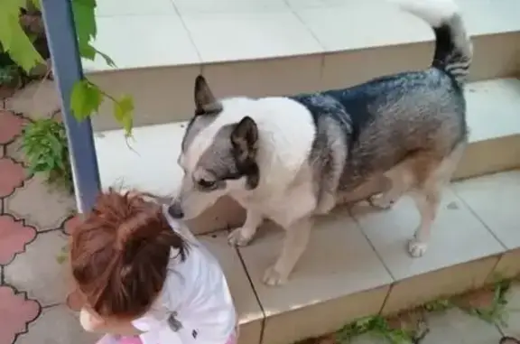 Пропала лайка, ул. Орджоникидзе 93, Михайловск - photo