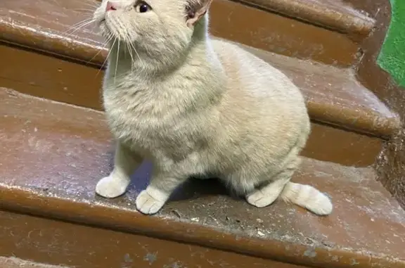 Кошка найдена: Преображенского 15, Вологда - photo