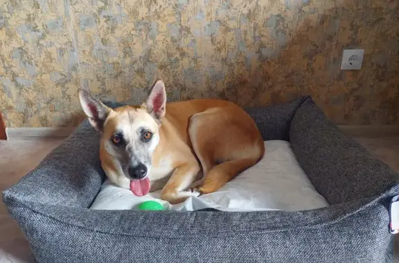 Пропала собака, Волгоград, ул. Плеханова 35 - photo