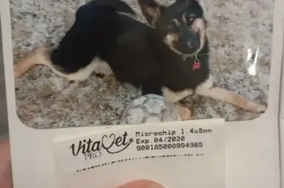 Собаки потеряшки, Тула, фото: Потеряшка собака Боня, Тула, ул. Судейского