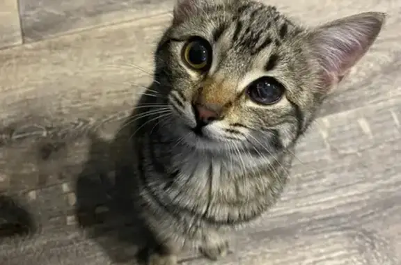 Найдена кошка, Батайск, фото: Кошка найдена у Гемотеста, Луначарского 191