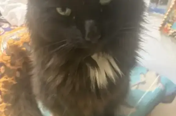 Пропала кошка, Провиантская 6, Саратов - photo