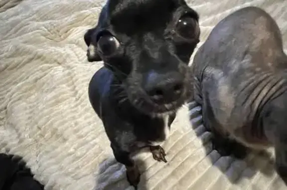 Пропала собака, Чебаркуль, Челябинская обл. - photo