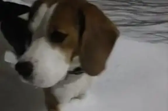 Найдена собака, Лавровское, фото: Бигль найден на Судогодском шоссе