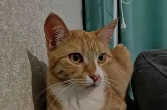 Пропала кошка, ул. Резинстроя, 6, Тверь - photo