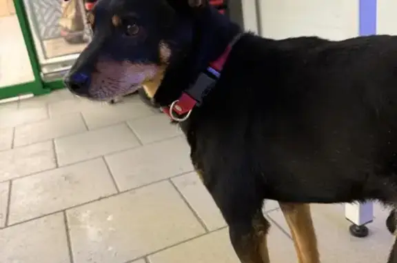 Найдена собака, Витязево, фото: Собака у Пятерочки, Витязево, Черноморская 67