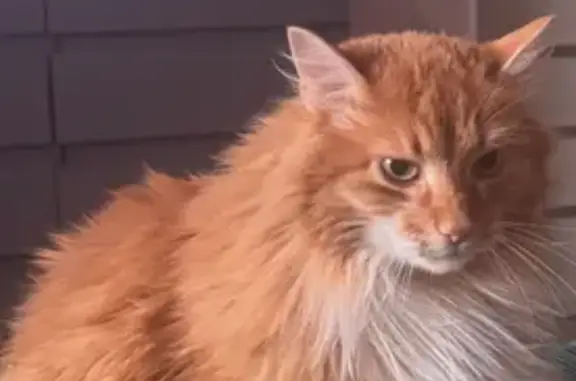 Пропала кошка на 2-я Заводская, 1/1 - photo