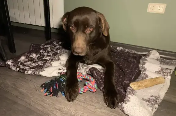 Объявления о пропавших и найденных животных, Железноводский, фото: Собака найдена: Юбилейная ул, 2, Железноводский