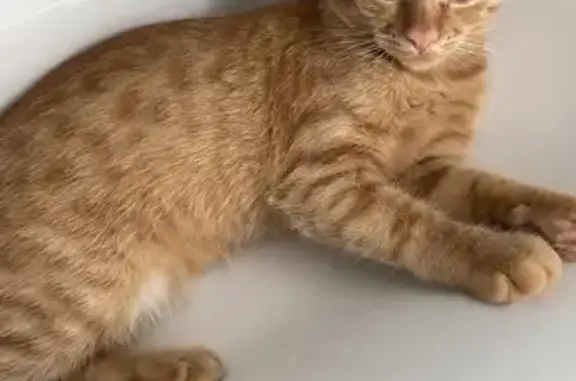 Пропала кошка, Приморская ул. 52, Анапская - photo