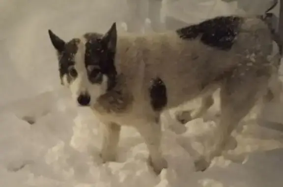 Объявления о пропавших и найденных животных, Москва, фото: Собака найдена: Тропарёвская ул., Москва