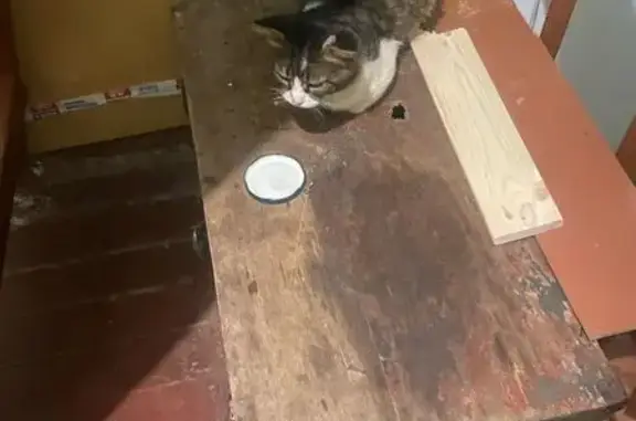 Найдена кошка, Великий Новгород, фото: Кошка найдена, Тихвинская ул., 14, Вел. Новгород